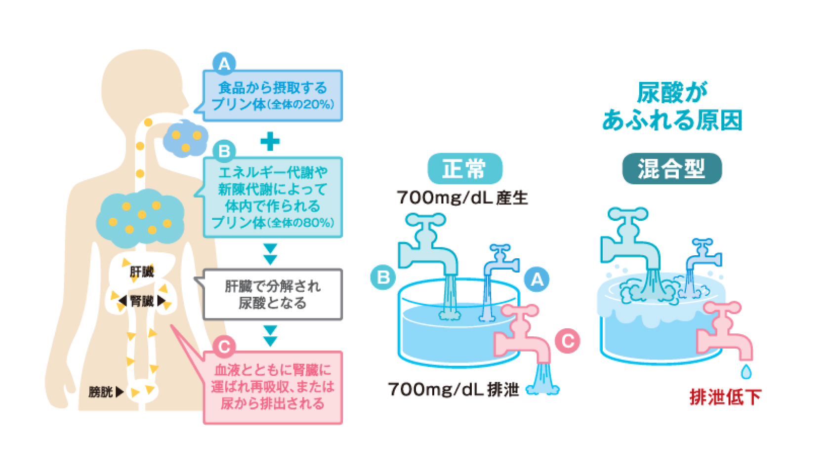 プリン体と尿酸の関係