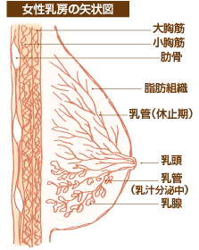 乳がんの治療方法