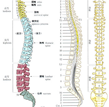 脊椎のしくみ