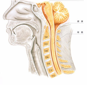頸椎のしくみ