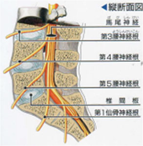腰椎のしくみ