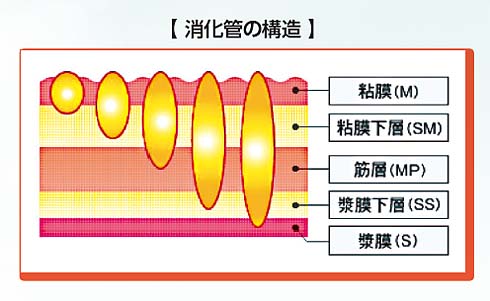 消化管の構造